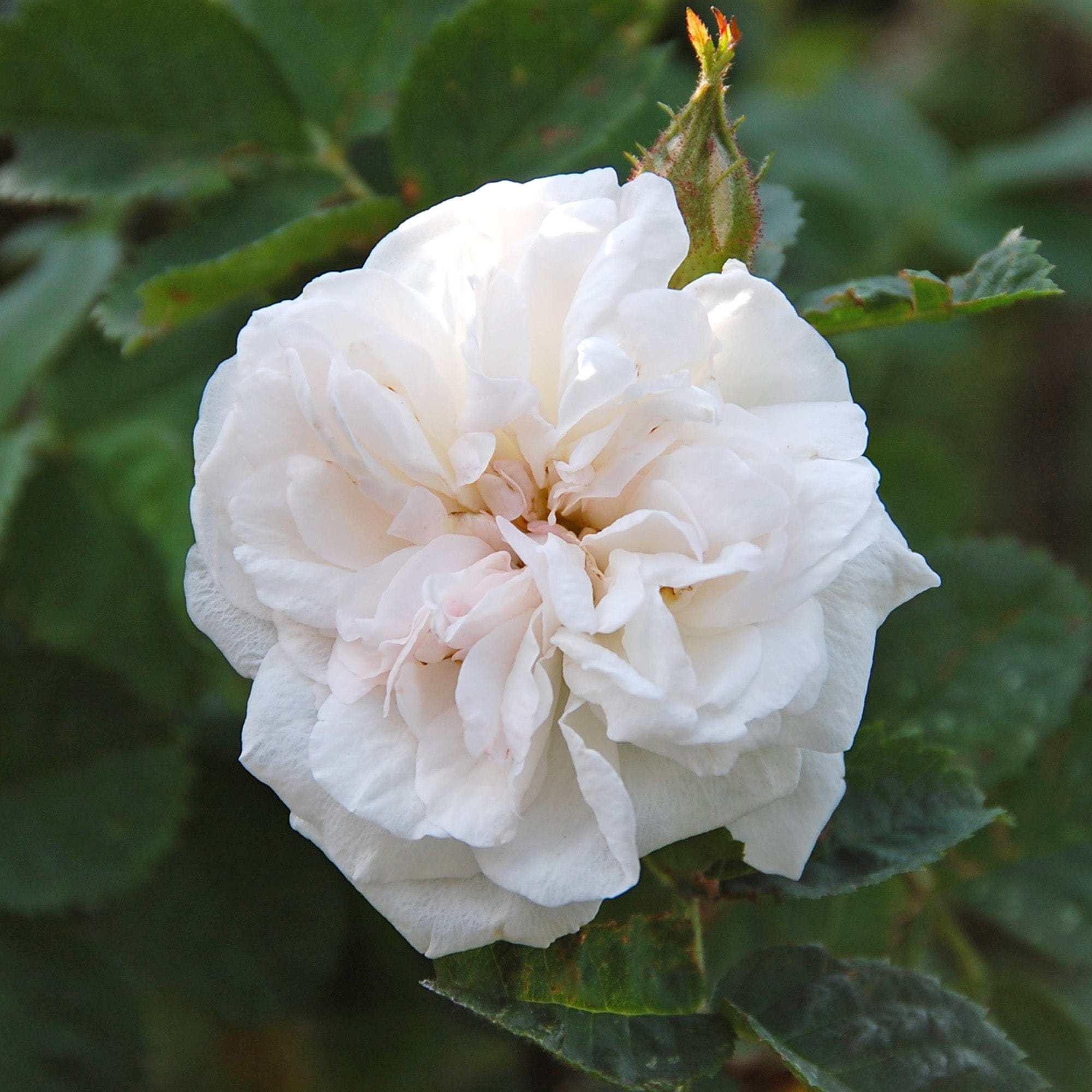 R. rub. ‘Manning’s Blush'