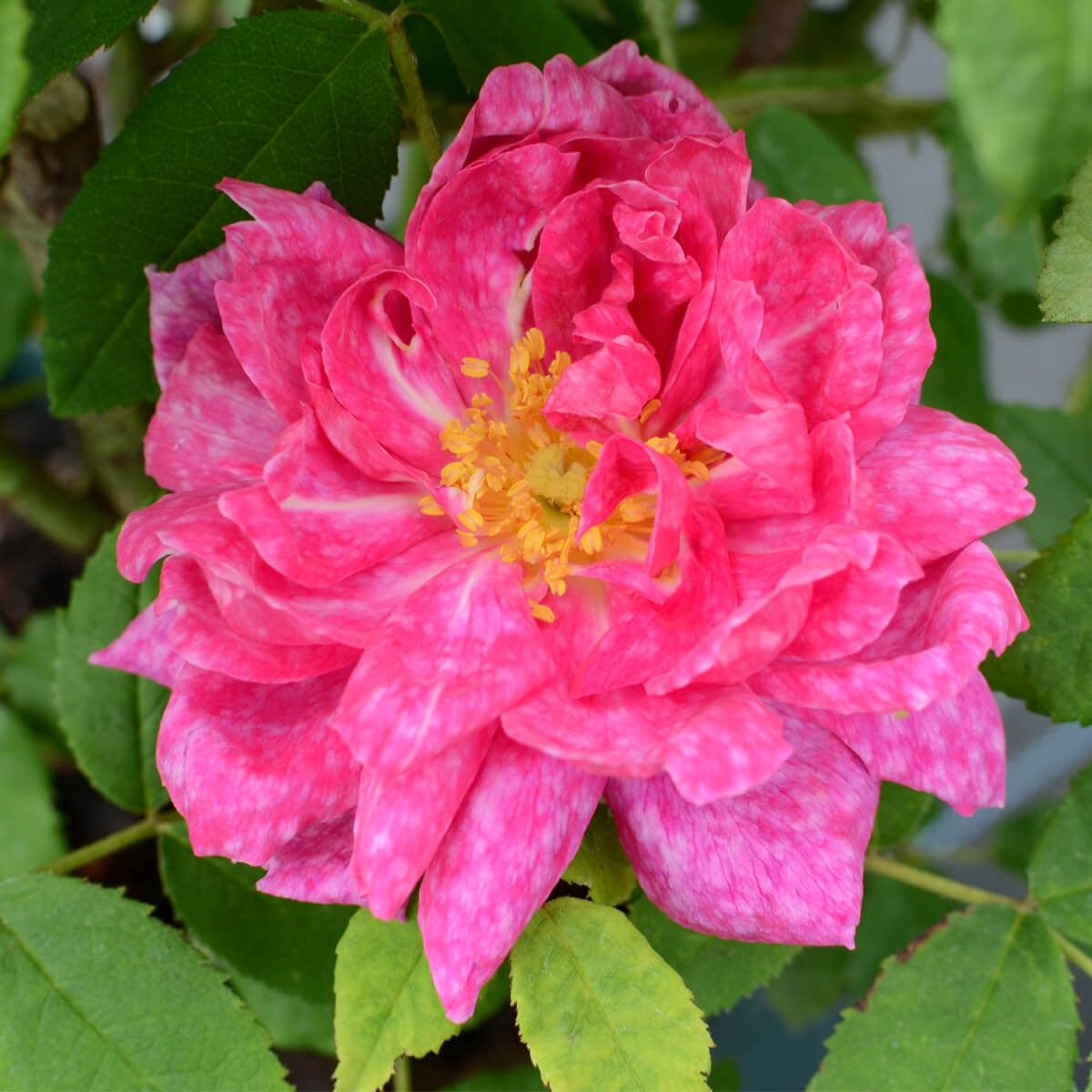 Marbrée | Old Rose | David Austin Roses