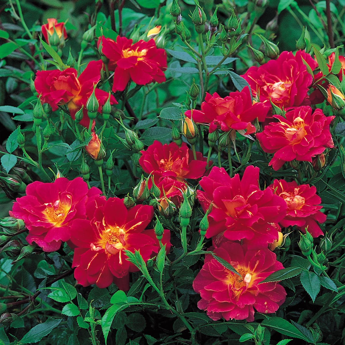 Litte Roses Little Flirt | Miniature Rose | David Austin Roses