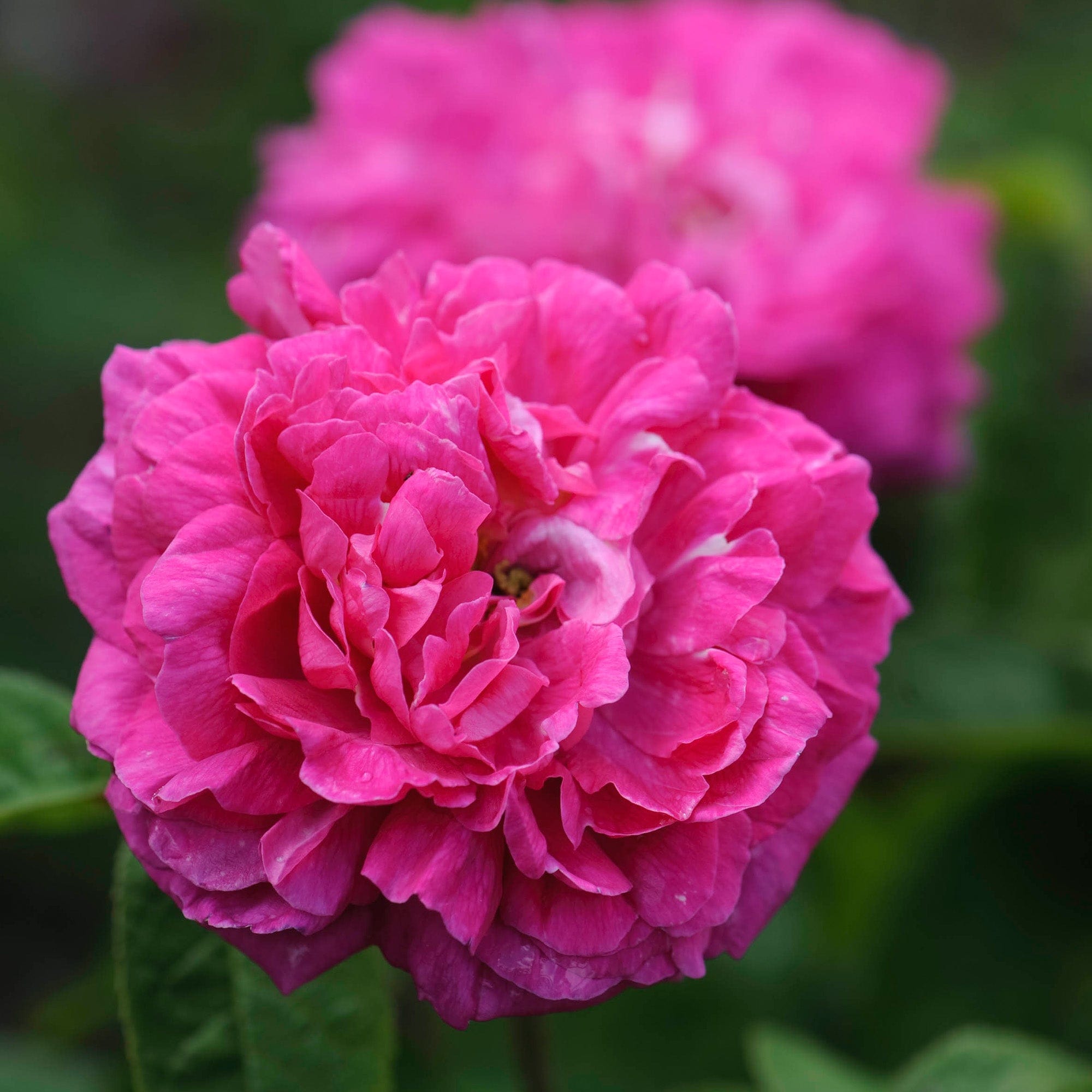 Rose du Roi à Fleurs Pourprés