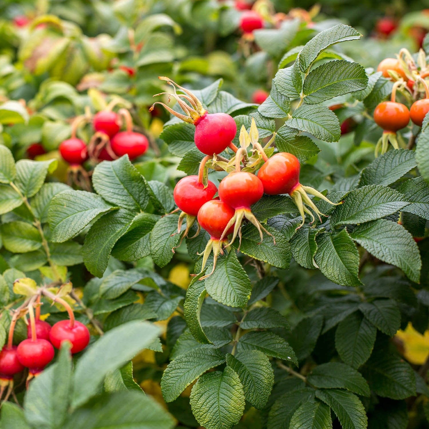 R. Rugosa Alba