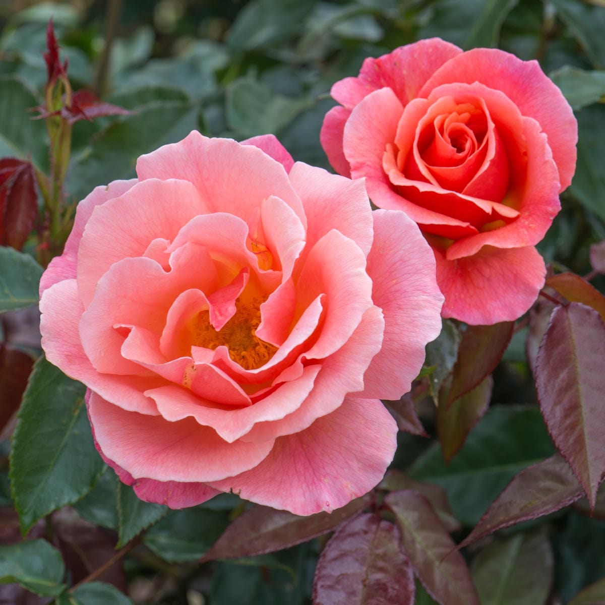 Austin Fragrant Roses Fragrant Delight | Floribunda | David Austin Roses