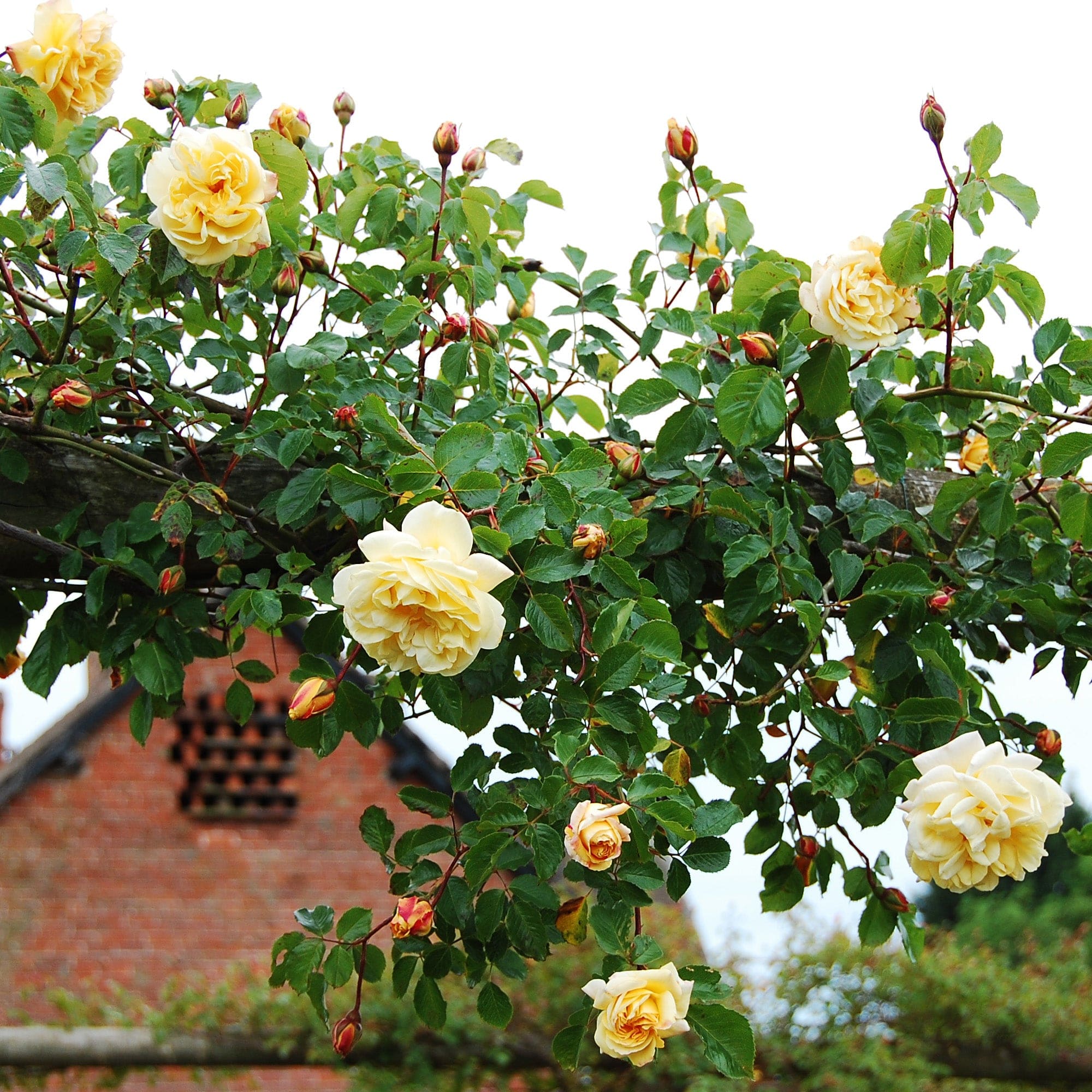 Easlea's Golden Rambler