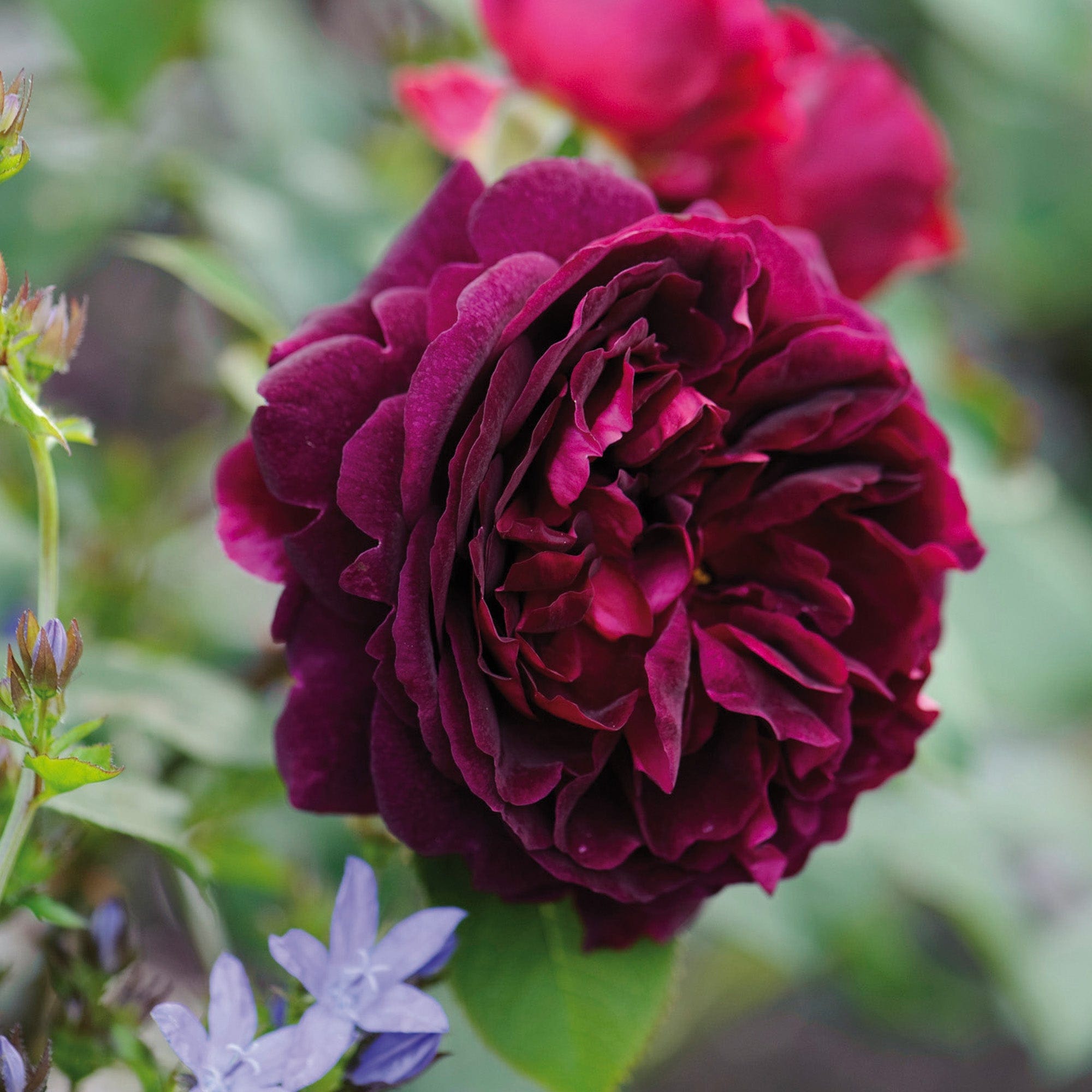 Munstead Wood (Ausbernard) | English Shrub Rose | David Austin Roses