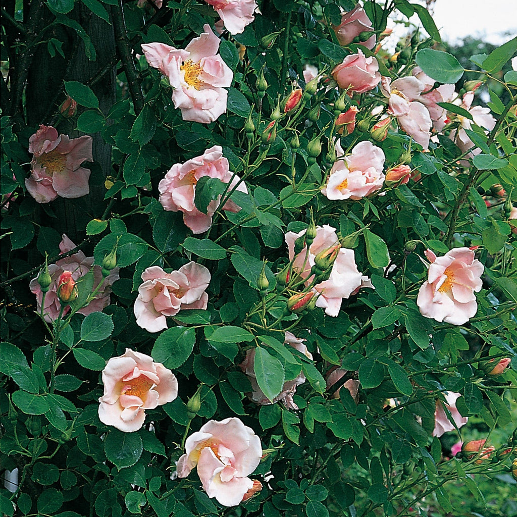 Cupid - Shop All Roses - Type