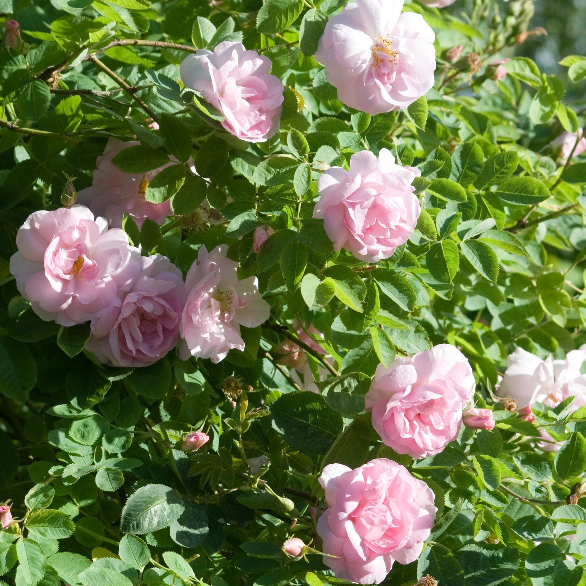 Celestial | Old Rose | David Austin Roses