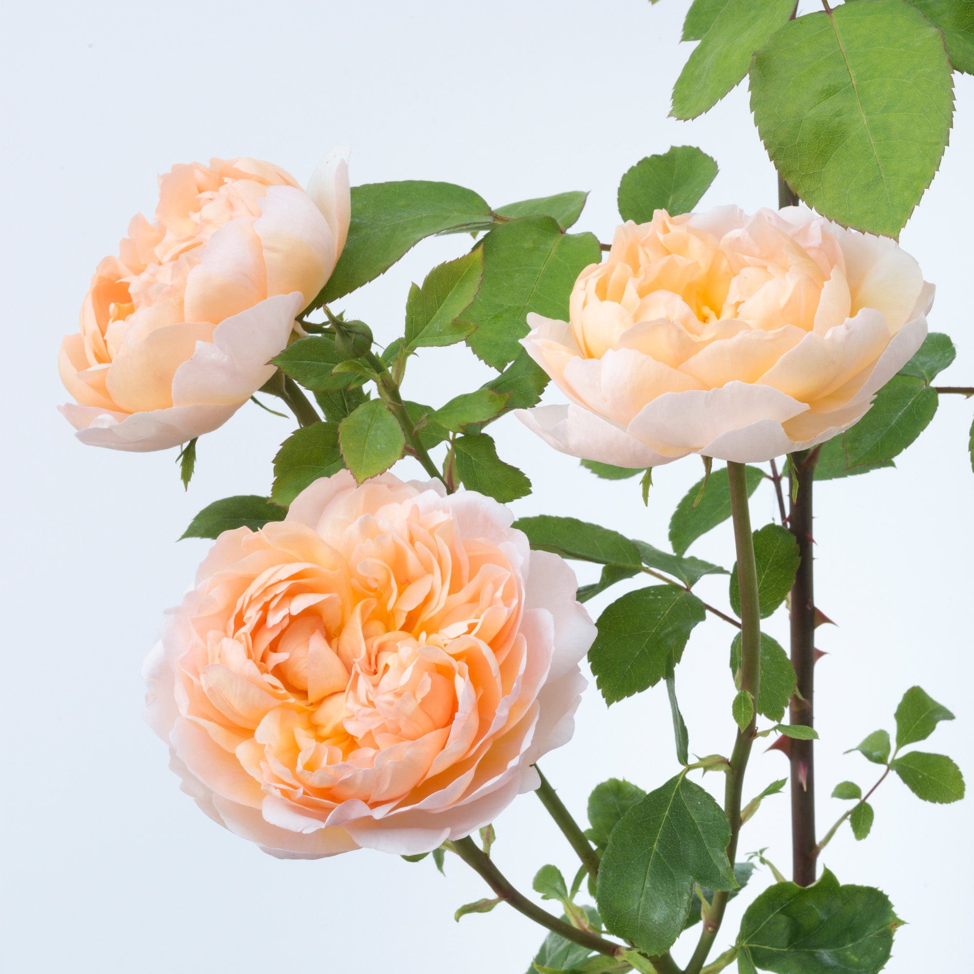 The Lady Gardener (Ausbrass) | English Shrub Rose | David Austin Roses