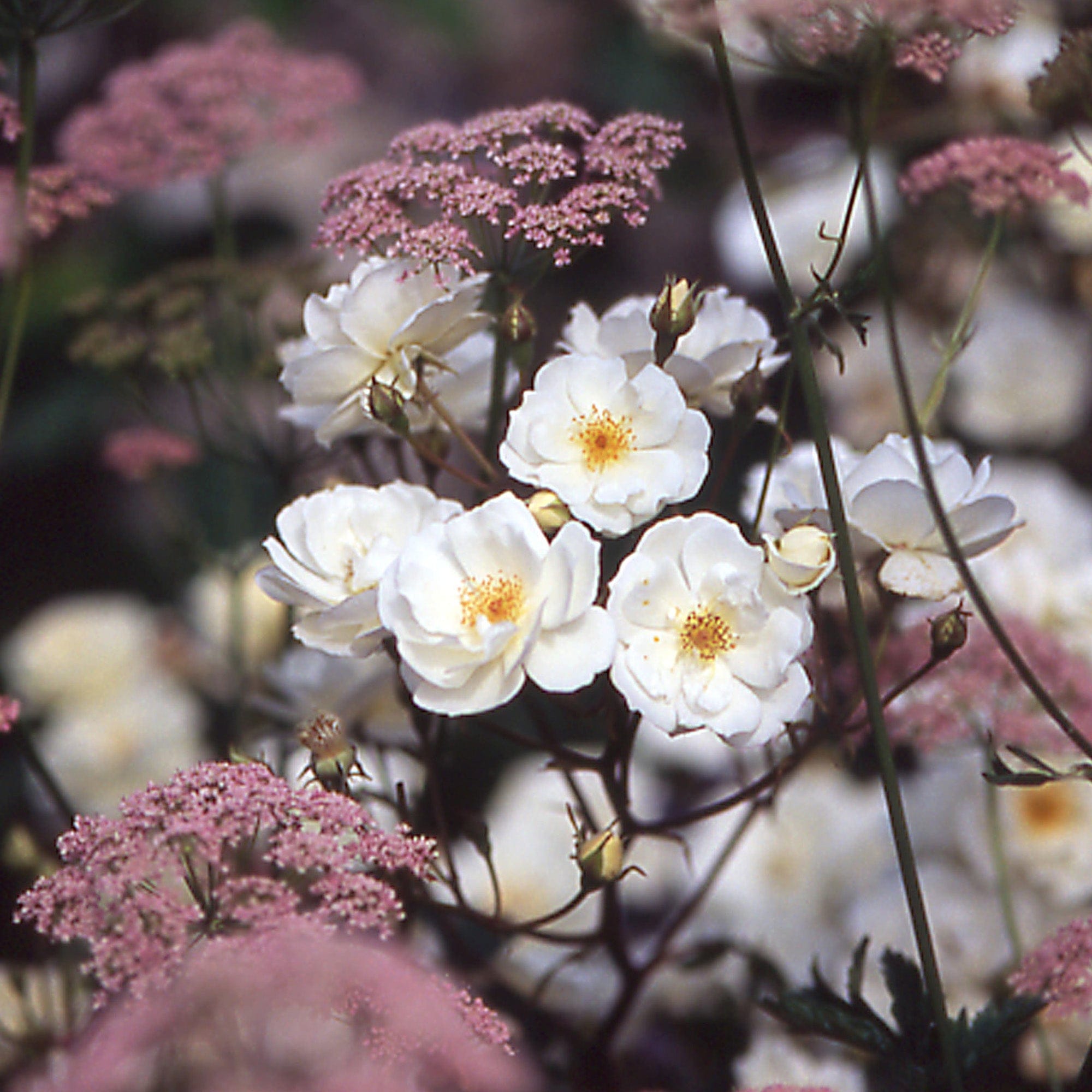 Moonlight Country Roses Moonlight | Shrub Rose | David Austin Roses