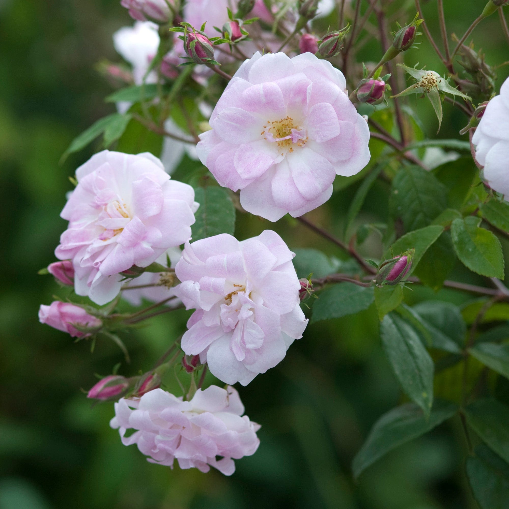 Champney’s Pink Cluster