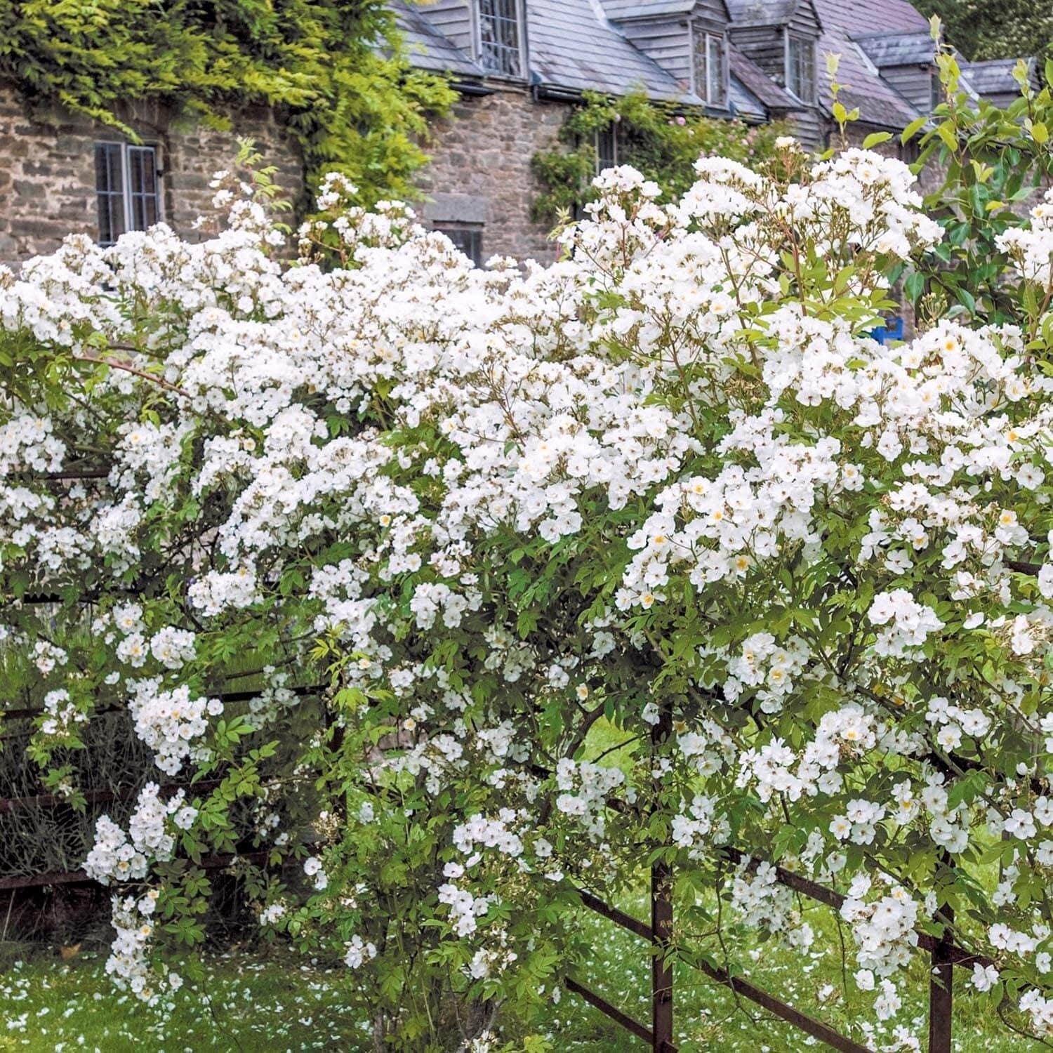 Rambling Rector | Rambling Rose | David Austin Roses