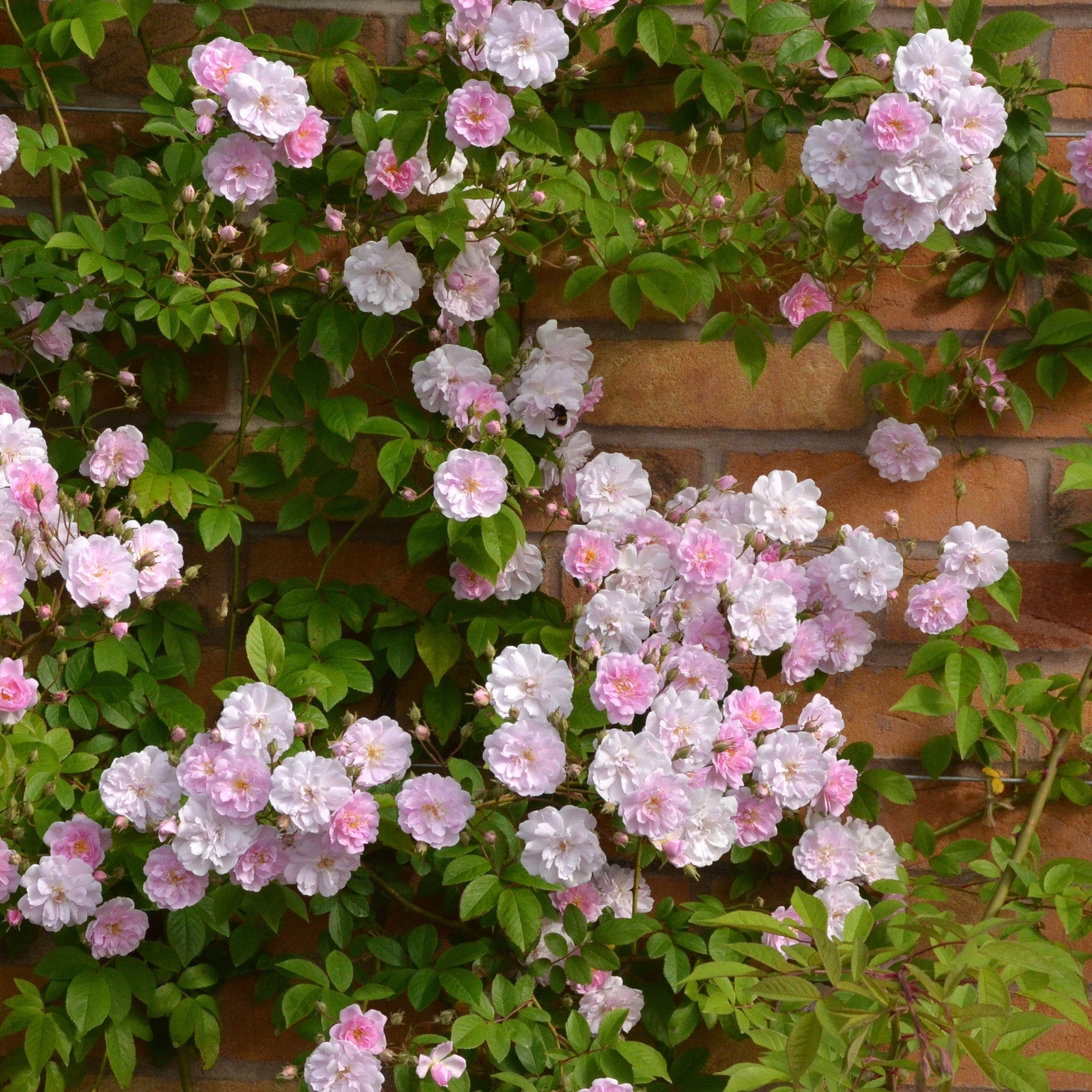 Paul’s Himalayan Musk