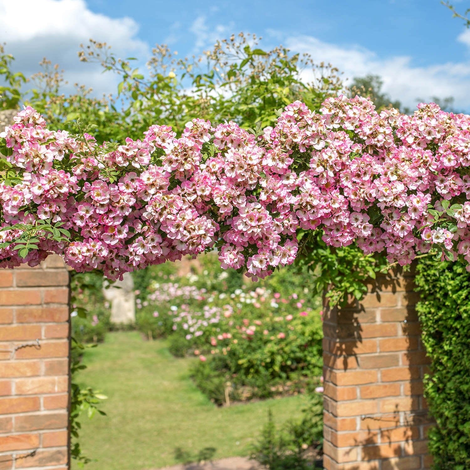 Kew Rambler