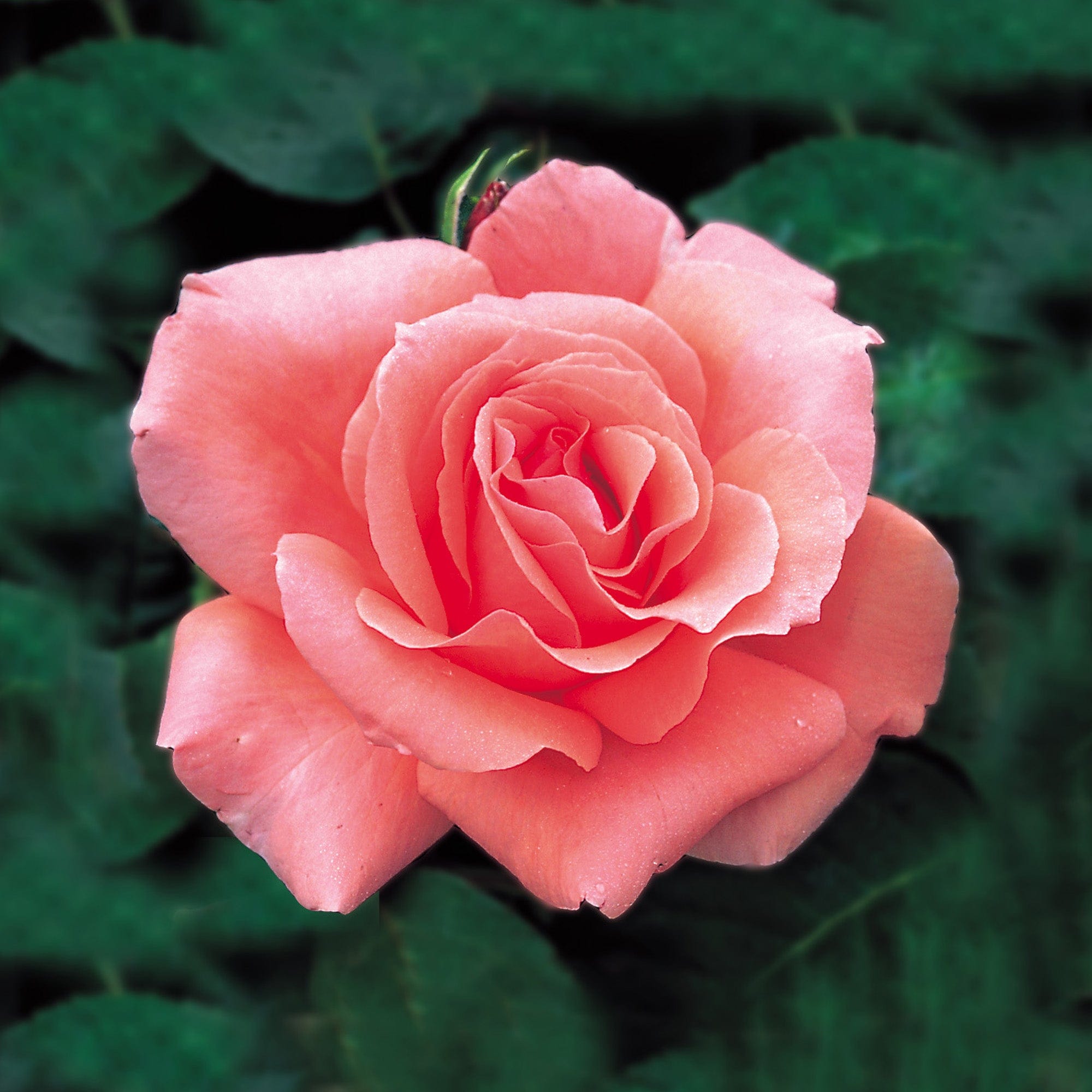 Blessings | Hybrid Tea | David Austin Roses