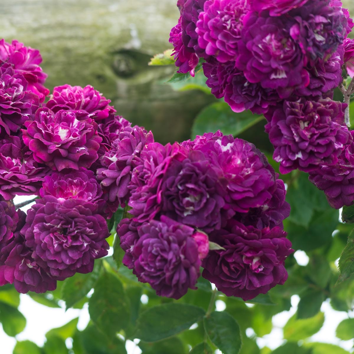 Bleu Magenta | Rambling Rose | David Austin Roses