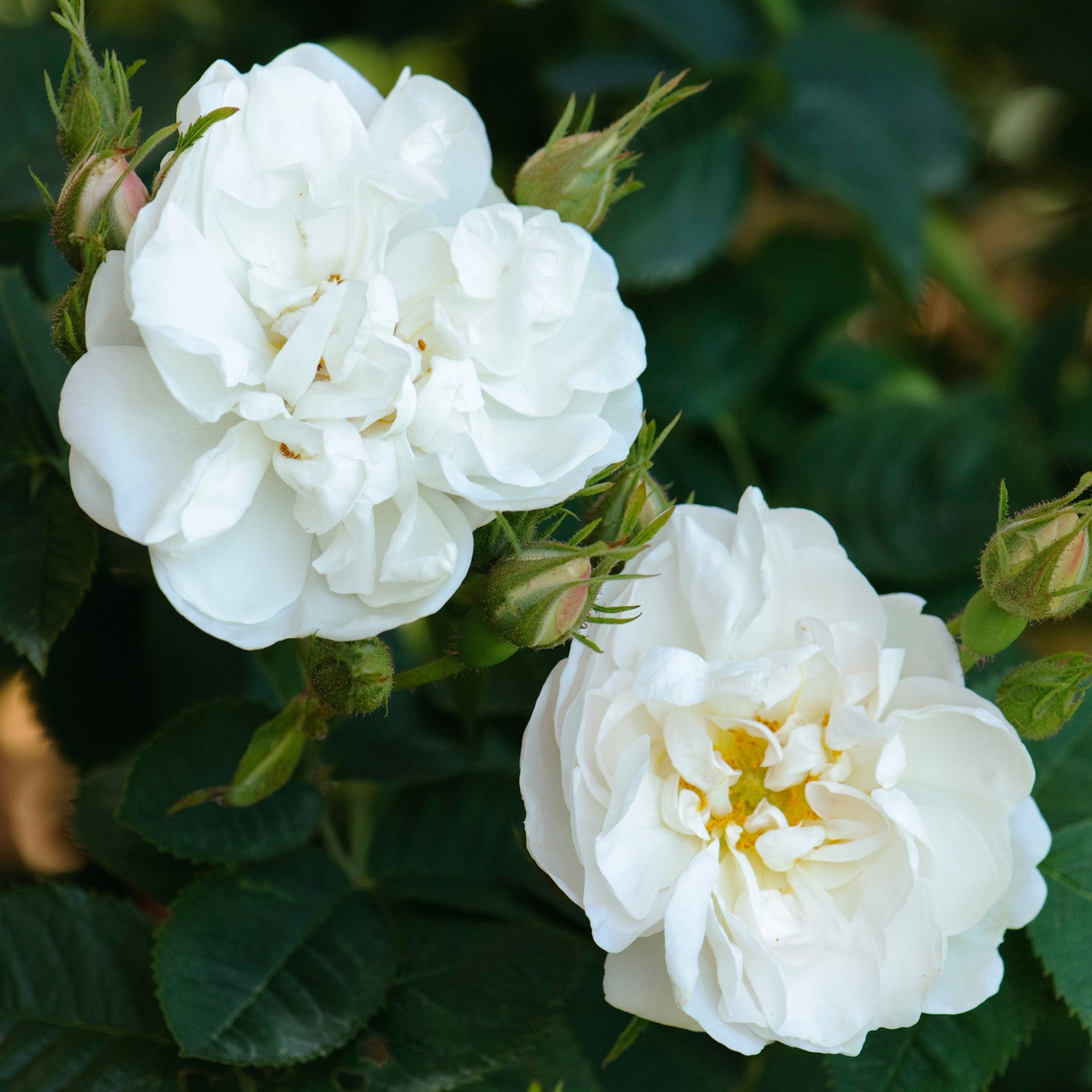 Rosa Alba Rosa Alba Suaveolens