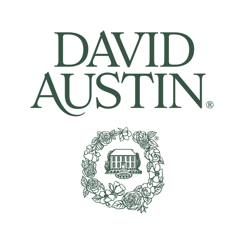 David Austin Roses - EU